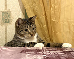 Кошки в Санкт-Петербурге: Котик полосатик подросток , стерилизован Мальчик, Бесплатно - фото 7