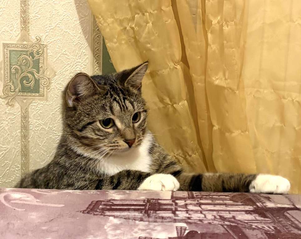 Кошки в Санкт-Петербурге: Котик полосатик подросток , стерилизован Мальчик, Бесплатно - фото 7