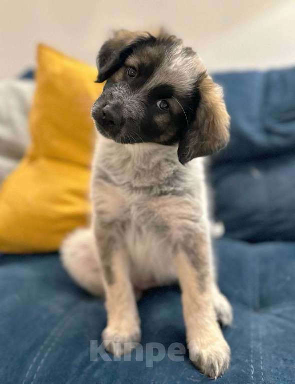 Собаки в Красногорске: Щенок Девочка, Бесплатно - фото 1