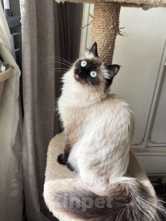 Кошки в Москве: Ищу невского маскарадного кота для вязки Девочка, Бесплатно - фото 1