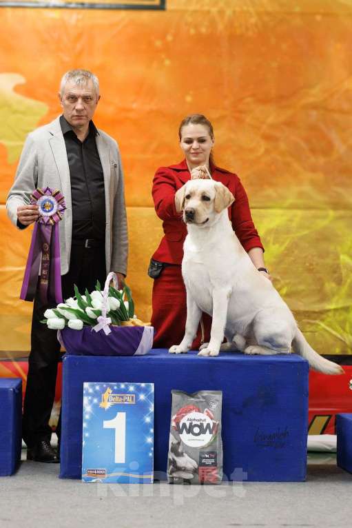Собаки в Москве: Двойной Интерчемпион  лабрадор для вязки Мальчик, Бесплатно - фото 1