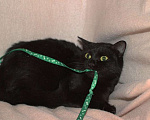 Кошки в Москве: Шикарная черная кошка Сара ищет семью! Девочка, Бесплатно - фото 4