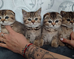 Кошки в Москве: Продаются котята! Девочка, 18 000 руб. - фото 2