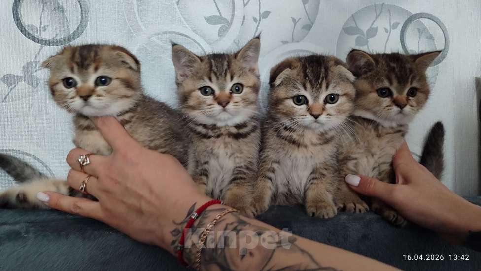 Кошки в Москве: Продаются котята! Девочка, 18 000 руб. - фото 2