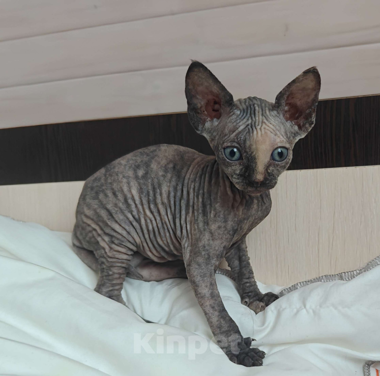 Кошки в Москве: Котенок канадского сфинкса  Девочка, 45 000 руб. - фото 1