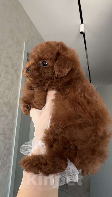 Собаки в Москве: Девочка Той-Пудель Китай Девочка, 200 000 руб. - фото 3