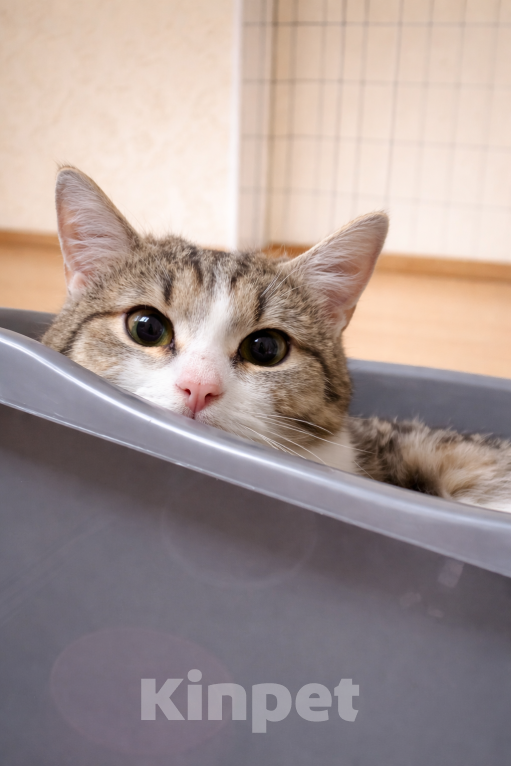 Кошки в Москве: Юкки нужна семья Девочка, Бесплатно - фото 4