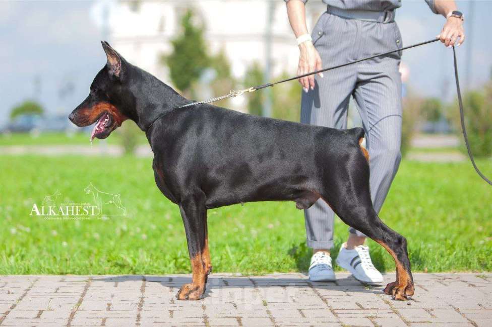 Собаки в Санкт-Петербурге: Щенок добермана Арлет Девочка, 60 000 руб. - фото 7