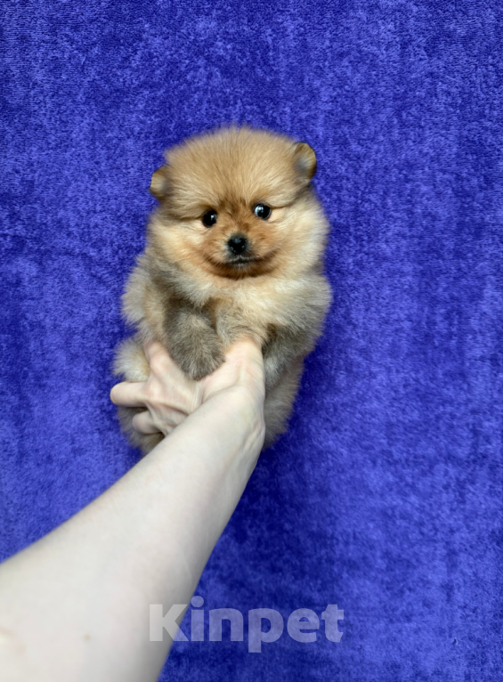 Собаки в Москве: Девочка Девочка, 30 000 руб. - фото 1