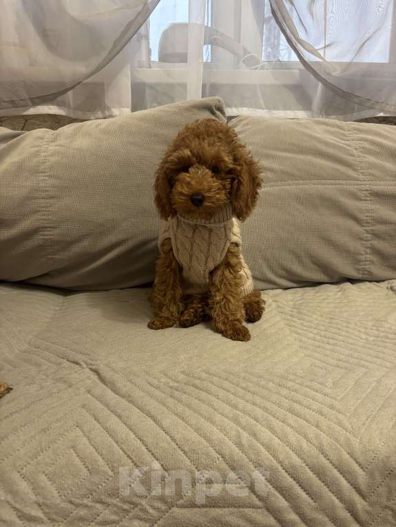 Собаки в Ивантеевке: Мальчик миниатюра  Мальчик, Бесплатно - фото 1