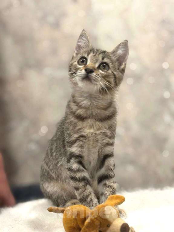 Кошки в Москве: Малыш Микки. Котенок в добрые руки. Мальчик, Бесплатно - фото 6