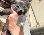 Кошки в Павловском Посаде: Котенок Мальчик, Бесплатно - фото 6