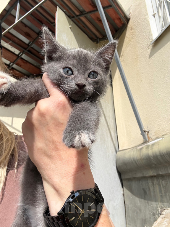 Кошки в Павловском Посаде: Котенок Мальчик, Бесплатно - фото 6