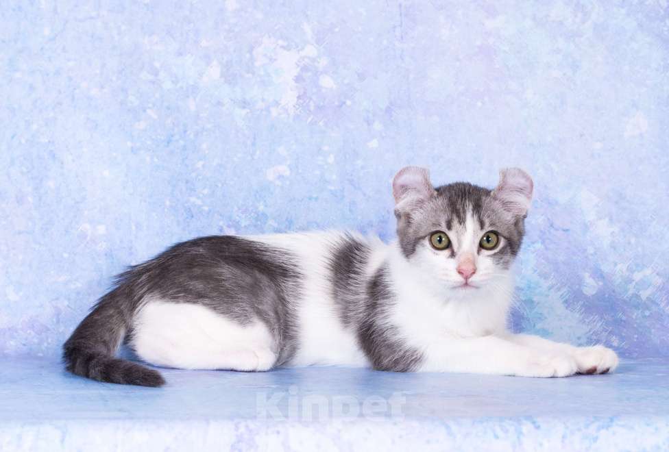 Кошки в Москве: Американский кёрл Мальчик, Бесплатно - фото 2