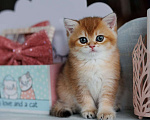 Кошки в Владивостоке: Мальчик британской породы Мальчик, 70 000 руб. - фото 3