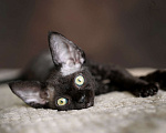 Кошки в Санкт-Петербурге: Девон-рекс котята черная девочка Девочка, Бесплатно - фото 4
