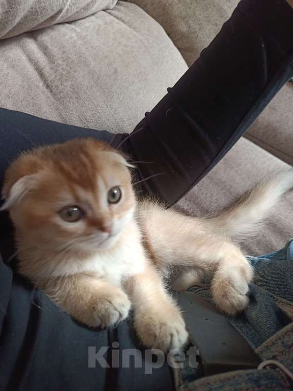 Кошки в Екатеринбурге: Вислоухий мальчик окрас ny11 Мальчик, 16 000 руб. - фото 9