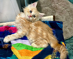 Кошки в Челябинске: Котята породы Мейн-кун Мальчик, 10 000 руб. - фото 1