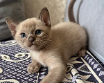 Кошки в Симферополе: Котята европейской бурмы Мальчик, 50 000 руб. - фото 7