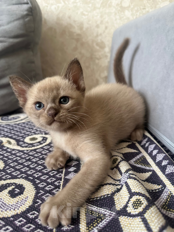 Кошки в Симферополе: Котята европейской бурмы Мальчик, 50 000 руб. - фото 7