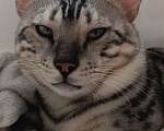 Кошки в Ивантеевке: Бенгальский кот. Серебро/уголь. Вязка Мальчик, 20 000 руб. - фото 3