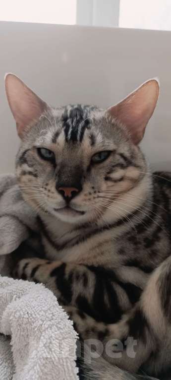 Кошки в Ивантеевке: Бенгальский кот. Серебро/уголь. Вязка Мальчик, 20 000 руб. - фото 3