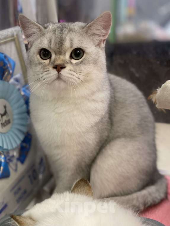 Кошки в Москве: Морошка  Мальчик, 25 000 руб. - фото 1