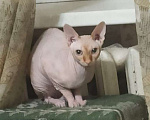Кошки в Москве: Котик сфинкс ищет дом Мальчик, Бесплатно - фото 2