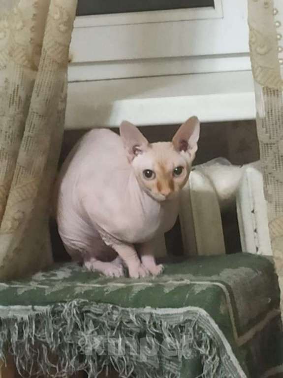 Кошки в Москве: Котик сфинкс ищет дом Мальчик, Бесплатно - фото 2