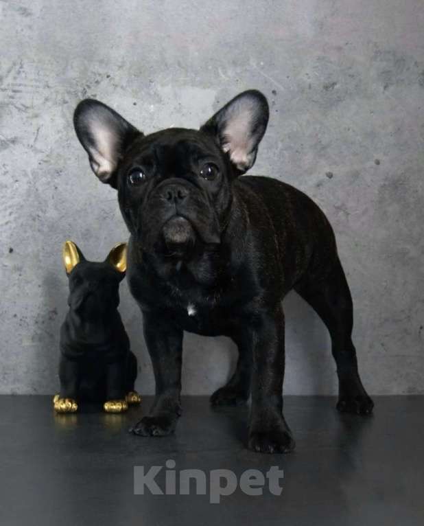 Собаки в Санкт-Петербурге: Щенки французского бульдога Девочка, 65 000 руб. - фото 8