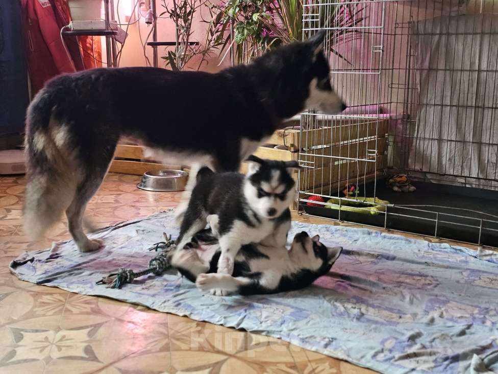 Собаки в Воронеже: Северная Мечта Фиалка Девочка, 9 500 руб. - фото 5