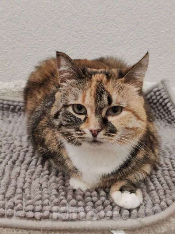 Кошки в Москве: Мелисса - ваша идеальная домашняя булочка Девочка, Бесплатно - фото 5