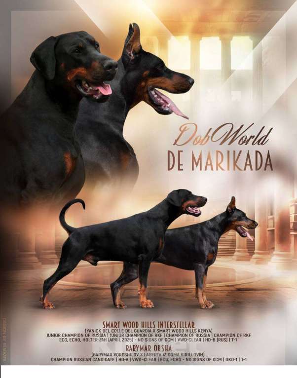 Собаки в Клине: Сука 3 мес Девочка, 120 000 руб. - фото 4