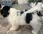 Собаки в Новосибирске: Ши тцу Мальчик, 30 000 руб. - фото 2