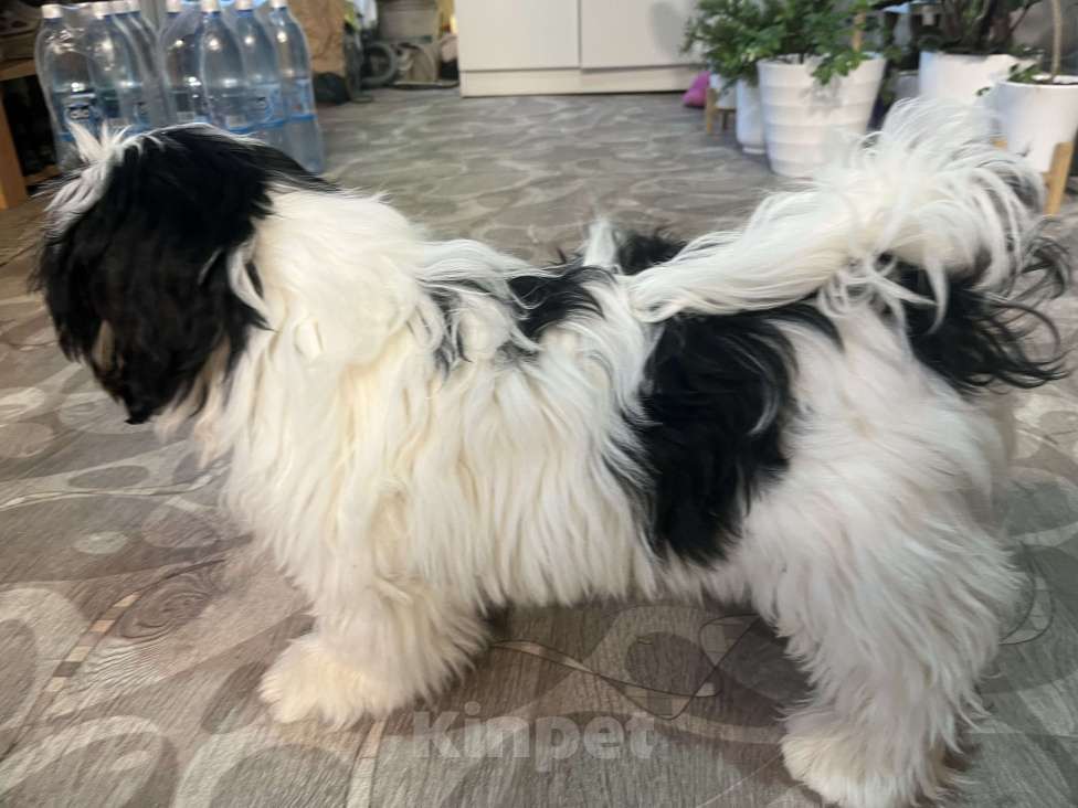 Собаки в Новосибирске: Ши тцу Мальчик, 30 000 руб. - фото 2