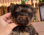 Собаки в Москве: Мальчик Шоколадный Йорк Мальчик, 50 000 руб. - фото 3