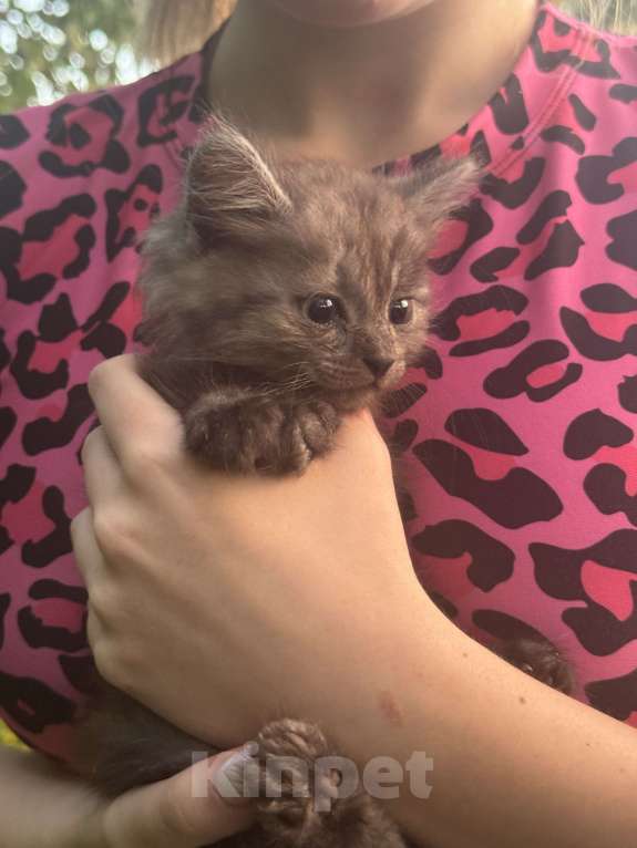 Кошки в Москве: КОТЯТА В ДОБРЫЕ РУКИ Мальчик, Бесплатно - фото 1