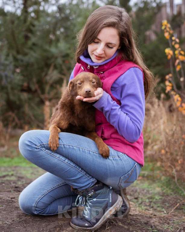Собаки в Москве: Маленькая собачка ищет дом Девочка, Бесплатно - фото 8