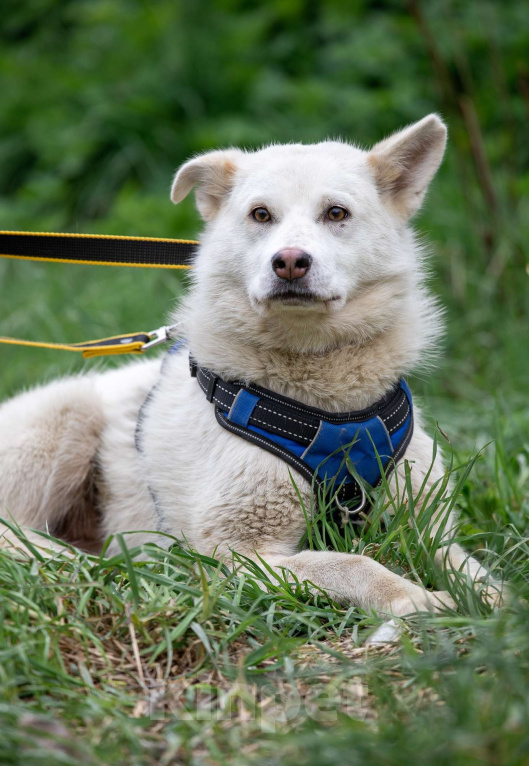 Собаки в Всеволожске: Белла 2 из приюта в добрые руки Девочка, Бесплатно - фото 1