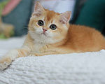 Кошки в Владивостоке: Роскошный британский котенок Мальчик, 150 000 руб. - фото 5