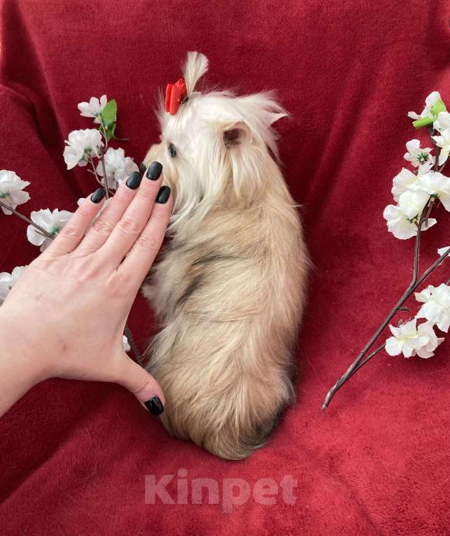 Собаки в Москве: Подрощенный йорк мини девочка золотая Девочка, 80 000 руб. - фото 2