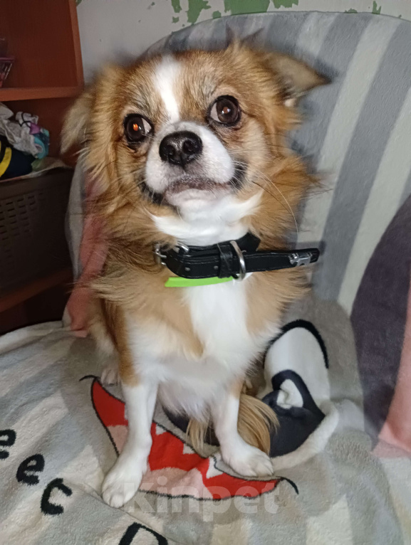 Собаки в Новосибирске: Подрощенный Кобель  Чихуахуа  Мальчик, 20 000 руб. - фото 7