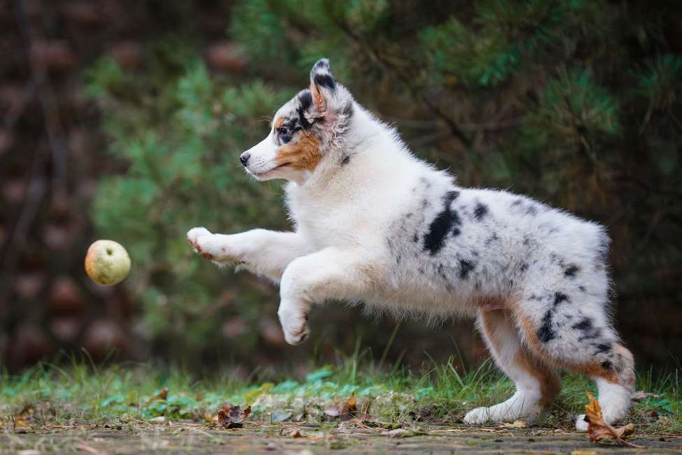 Собаки в Звенигороде: Щенки австралийской овчарки   Мальчик, 90 000 руб. - фото 4