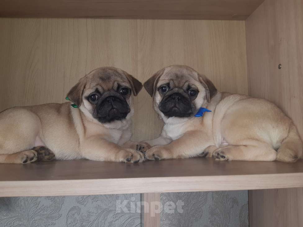 Собаки в Новосибирске: Мопс мальчик 3 мес Мальчик, 45 000 руб. - фото 1