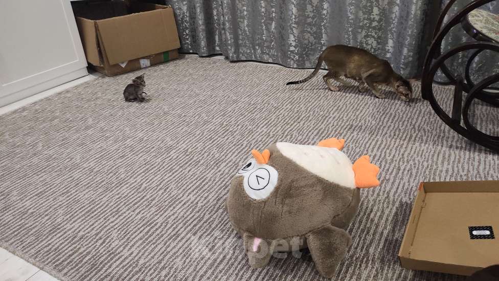 Кошки в Санкт-Петербурге: Мальчик ориентальный Мальчик, 40 000 руб. - фото 3