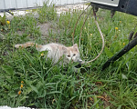 Кошки в Минусинске: Котята Мальчик, 1 руб. - фото 6