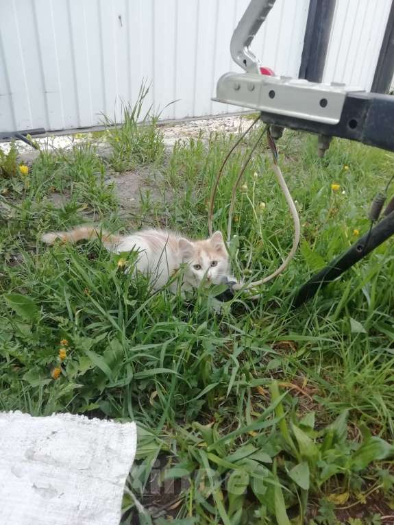 Кошки в Минусинске: Котята Мальчик, 1 руб. - фото 6