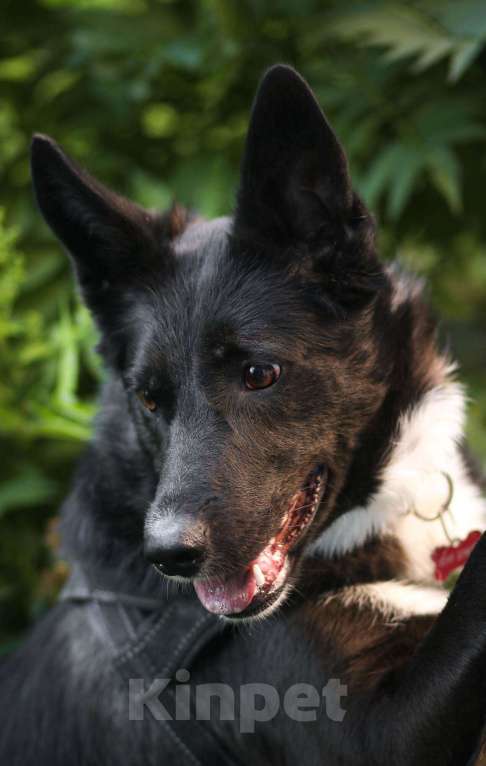 Собаки в Москве: Представляем вашему вниманию очаровательную и задорную Буню Девочка, 1 руб. - фото 6