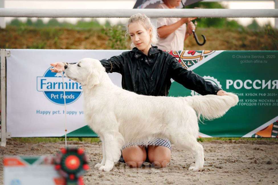Собаки в Москве: Щенки золотистого( голден) ретривера Девочка, 70 000 руб. - фото 6