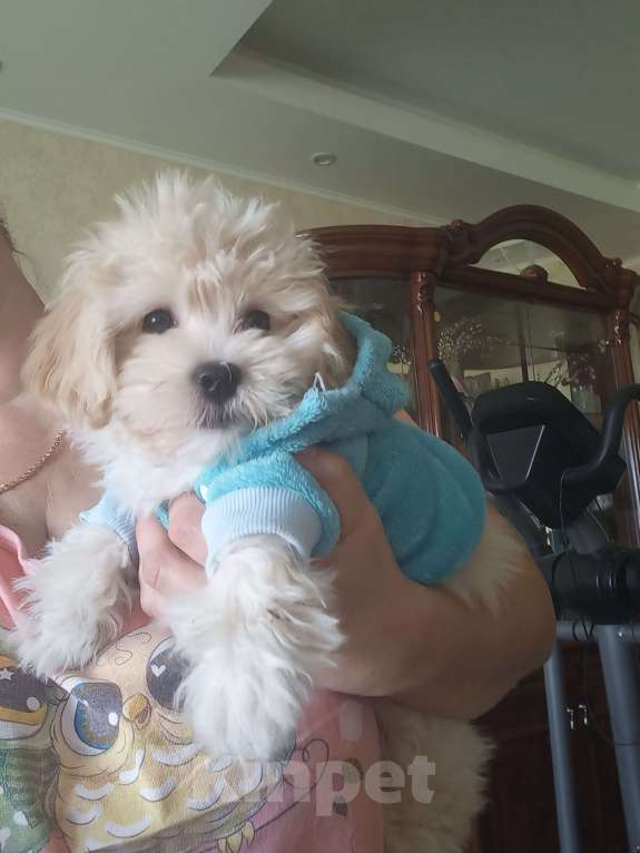 Собаки в других городах Московской области: Валя Мальчик, 50 000 руб. - фото 3